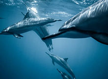 【直播】水晶：IG前期玩的太臭了，这种状态感觉要卖票了